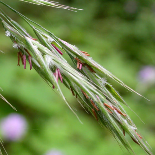 Folle avoine - Wild oat - No 36 (30ml)